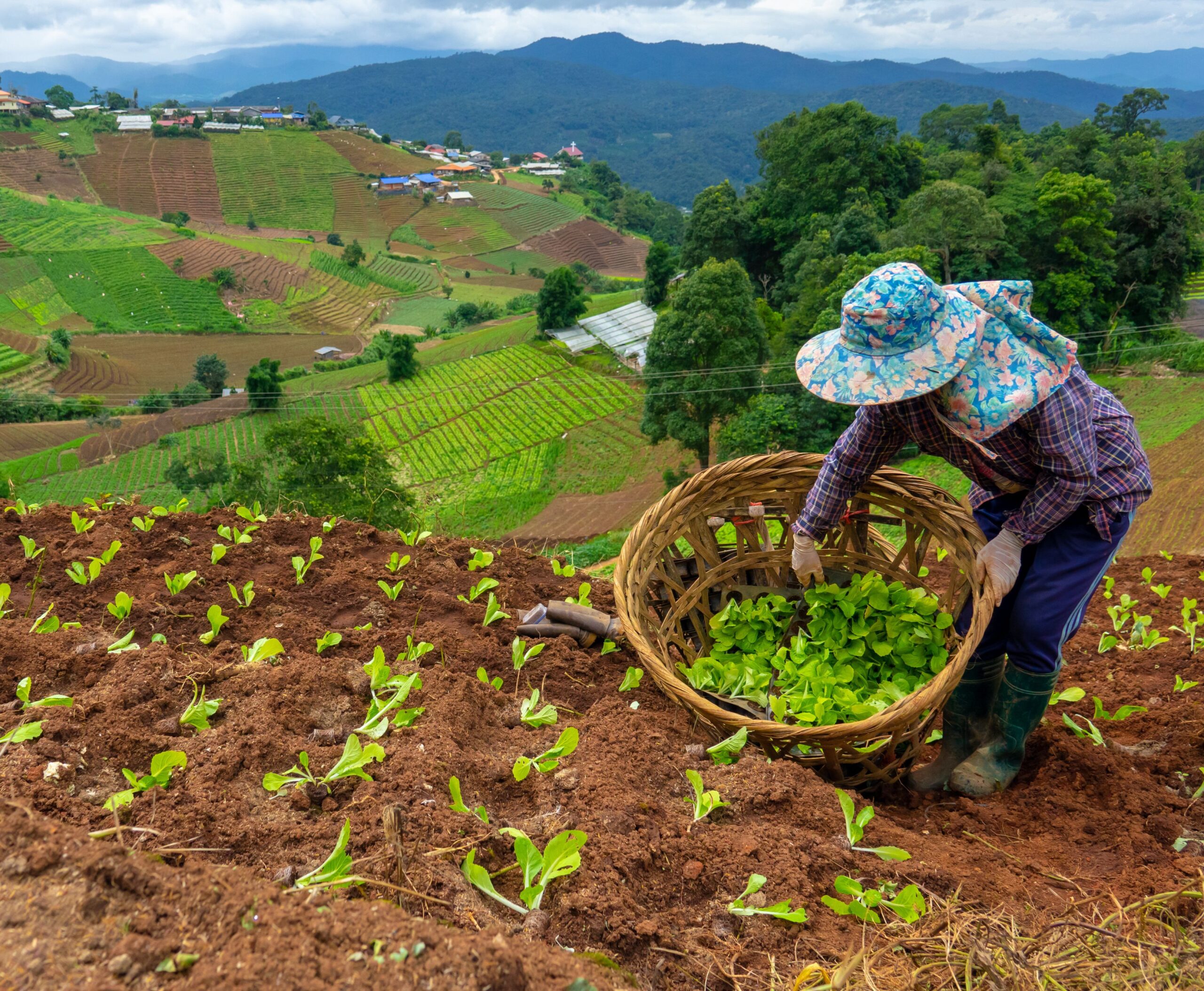 Agricultora sembrando en un campo